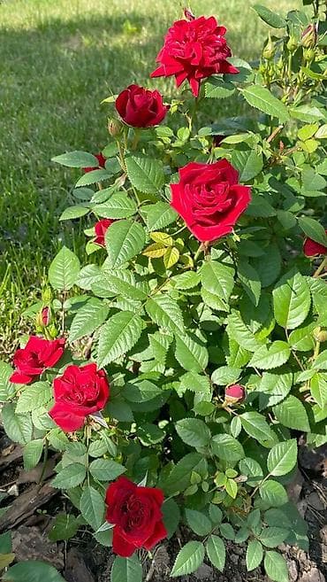 солнце защитник: Саженцы — 7