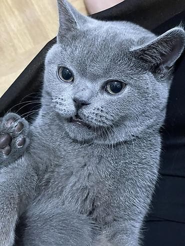 русская сибирская кошка: Британский короткошёрстный котёнок, окрас голубой (blue). Идет в — 3