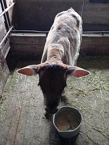 купить кошку в бишкеке: Продаю | Музоо, торпок | На откорм | Привязанные — 4