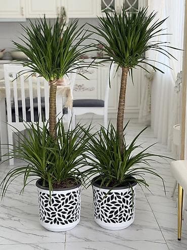 драцена: Драцена (Dracaena marginata) в декоративных кашпо — напольные — 2