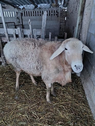 Продаю | Овца (самка) | Для разведения | Ярка