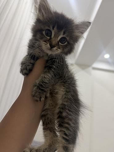 scottish fold: Сибирская, 1 месяц, Мальчик, Приучена к лотку — 1