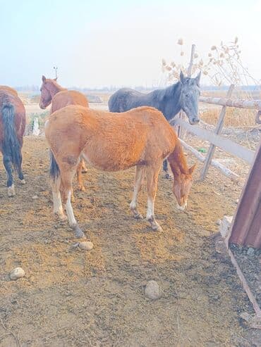 продаю домашние куры: Продаю | Жеребенок | Для разведения — 2