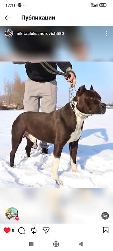 Отдам даром собаку: Вязка: Питбуль, Самец, 2 года — 2