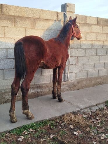 сколько стоит доберман цена: Продаю | Жеребенок | Рабочий — 1