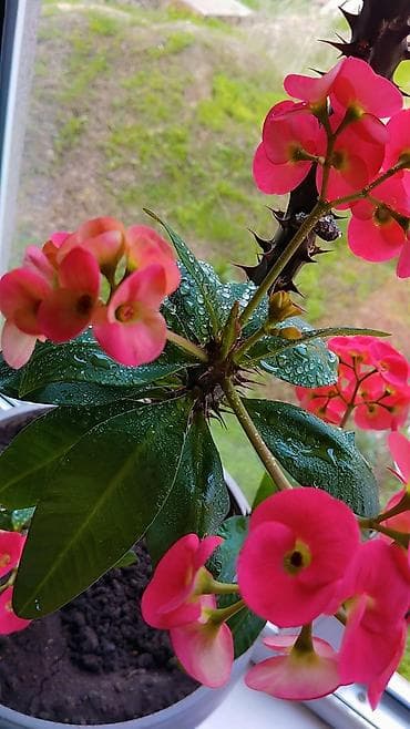Комнатные растения: Молочай Миля (Euphorbia milii), крупный комнатный куст в горшке. - — 2