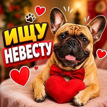 Үй жаныбарлары: Вязка французского бульдога — кобель ищет невесту 🐾 ИЩУ НЕВЕСТУ! ❤️ — 1