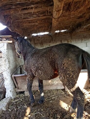 домик для собака: Продаю | Кобыла (самка) | На забой | Осеменитель — 3