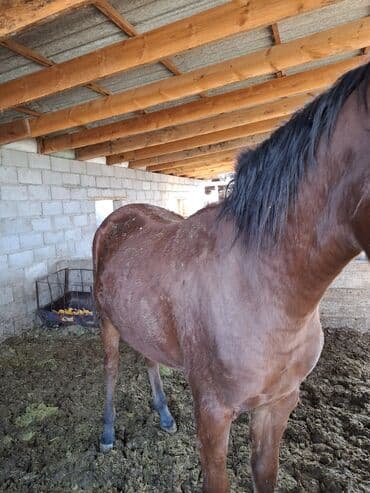 срочно продаю в связи с переездом: Сатам | Бээ (ургаачы) — 5