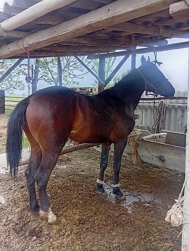 Үй жаныбарлары: Сатам | Жылкы (эркек), Байтал, Тай | Аргын — 1