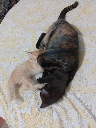 одам дарам: Котята 1 месяцев рыжий мальчик чёрная девочка — 7