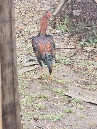 ангуз бука: Продаю | Петух | Бойцовая | Для разведения — 4