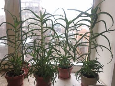 семена базилика: Фотографии уже устарели. Теперь все алоэ НАМНОГО выше и больше! АЛОЭ — 1