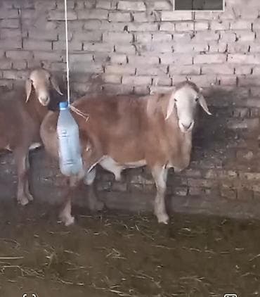 Продаю | Баран (самец) | Для разведения