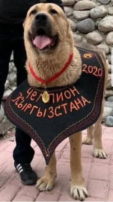 ковказская овчарка: Шикарные Щенки САО . Среднеазиатской Овчарки ХОРОШИХ КРОВЕЙ !!! — 3