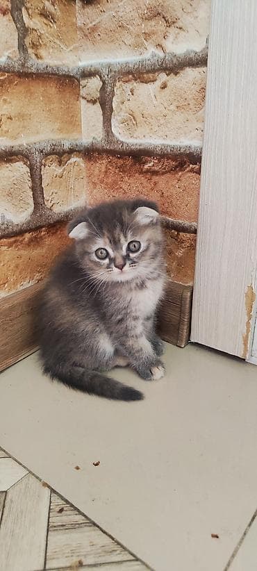 сколько стоит вислоухая кошка: Шотландские котята (Scottish Fold/Scottish Straight) метисы. к лотку — 1