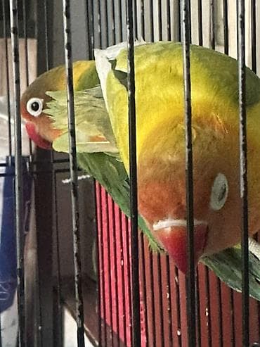 Пара неразлучников (Agapornis) в клетке. - Окрасы: один птиц зеленый — 7