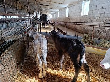 английский байтал: Продаю | Бык (самец), Тёлка, Музоо, торпок | Швицкая, Симментальская | На откорм, Для разведения, Для молока | Искусственник — 2