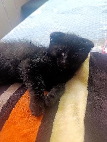 вязка ош кошек: Котята, помет из нескольких малышей: - Окрас: тигровые (табби) и — 1