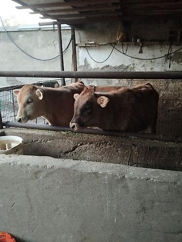 куплю корову на мясо: Продаю | Бык (самец) | Полукровка | На откорм | Привязанные — 2