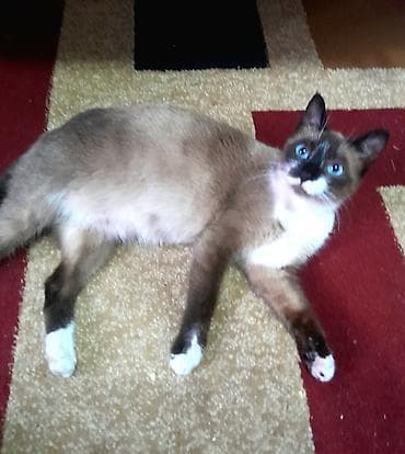 котяты: Кошка даром: Гималайская, 2 месяца, Девочка, Приучена к лотку — 4