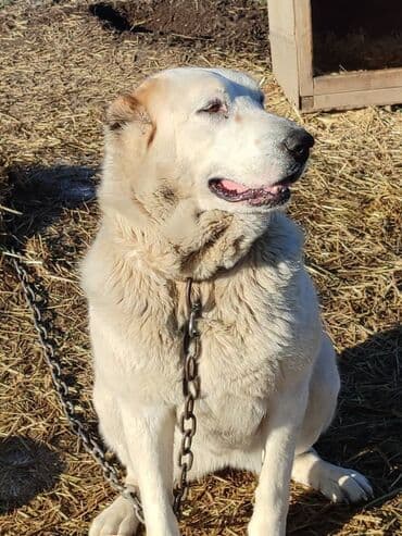 казакча той ырлары 2020 скачать: Молодая сука породы алабай в поиске семьи, рожать не будет. Привезём — 4