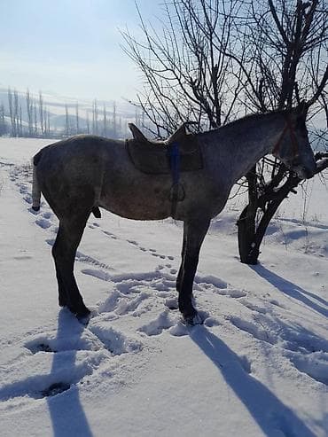 кочкор сатам: Сатам | Жылкы (эркек) | Жумушка — 2