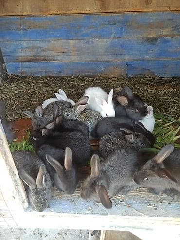 продаю кролов: Продаю | Крольчата | Для разведения | Племенные — 5