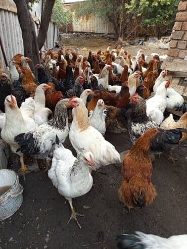 охотничий собака: Продаю домашних кур и петухов ОПТОМ! - В наличии крупные мясо‑яичные — 1