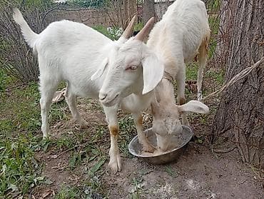 добрый карова: Продаю | Коза (самка) | Для разведения — 5