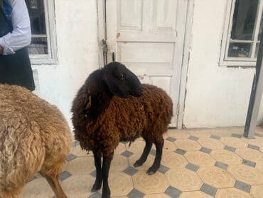 тюк пресс: Продаю | Баран (самец) | Арашан, Гиссарская — 3