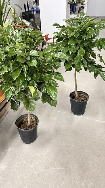 Кофейное дерево 🔥🔥🔥(Coffea arabica) в напольном горшке - Формировка