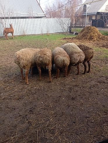 кролики фландр: Продаю | Овца (самка) | Полукровка | Для разведения | Матка — 1