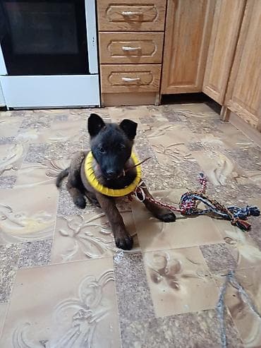 кавкаский овчарка: Пропал щенок бельгийской овчарки. в районе Рэса. мальчик на нем был — 1