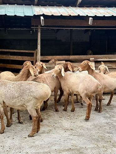 Продаю | Овца (самка) | На забой | Матка — 2