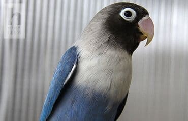 попугай неразлучник купить: Масковый неразлучник считается одним из самых красивых видов — 5