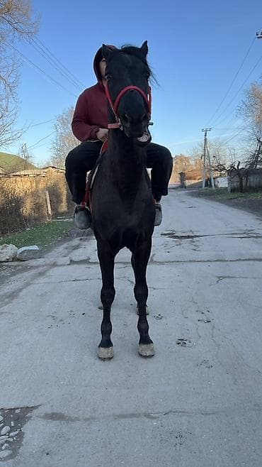 собаки сокулук: Сатам | Жылкы (эркек) | Ат спорту — 4