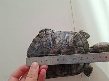 Красноухая черепаха (Trachemys scripta elegans) 3 года - Вид: водная