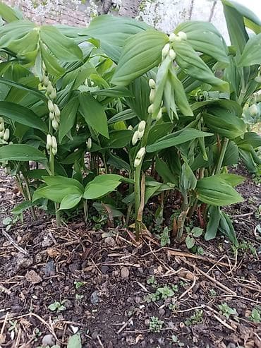 вьющиеся цветы: Продаю декоративные растения НЕДОРОГО . Почаопокровные — 4