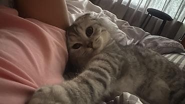 Скотиш Фолд (Шотландская вислоухая), 6 месяцев, Девочка, Серый, Приучена к лотку