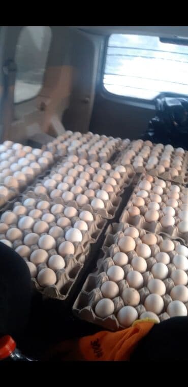 наполнитель для животных: Продаю | Цыплята, Инкубационные яйца | Кучинская, Суссекс | Для разведения, Несушки — 14