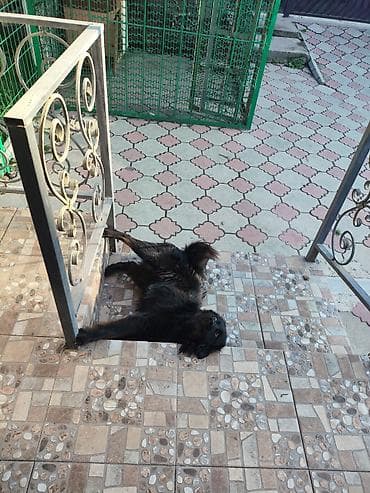 Срочно!!! Отдам собаку в добрые руки. Зовут Чарли, ему 1 год. От