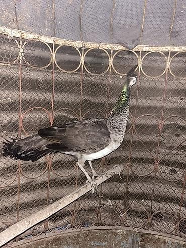 рак: Павлин (самка) - Порода/окрас: предположительно индийский павлин — 2