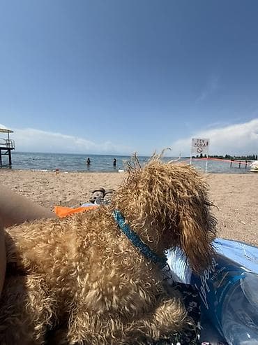 төө куш: Вязка той пудель — 4