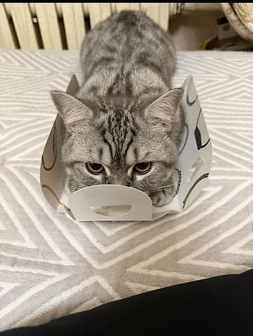 передержка кошек: Вязка: Скотиш Страйт (Шотландская прямоухая), Мальчик, 1 год — 3