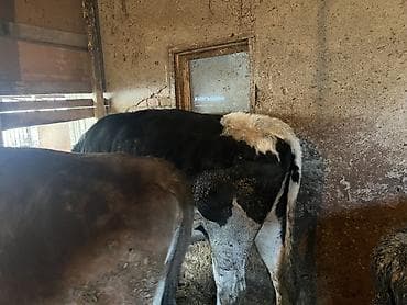 Сатам | Уй (ургаачы) | Голштин, Аулиекөл | Союуга, Көбөйтүү үчүн | Асыл тукумдуу, Кунажын — 4