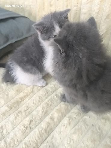 сколько стоит собака хаски щенок: Котята шотландской породы,1месяц и 2 недели, приучены к лотку,хорошо — 8