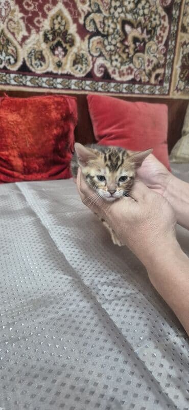 котята жалал абад: Бенгал, 1 айлык, Ургаачы — 5