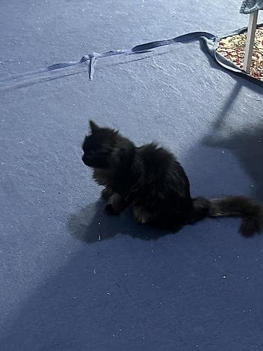 когтеточку: 4 месяца, Мальчик, Черный, Приучена к лотку — 3