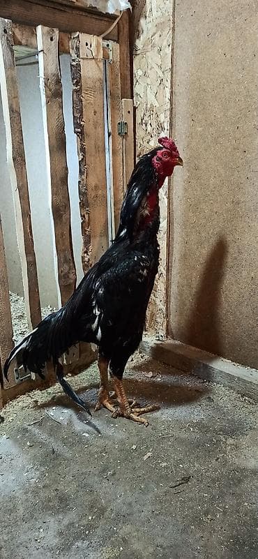 купить курицу домашнюю: Продаю | Петух | Бойцовая | Для разведения — 7
